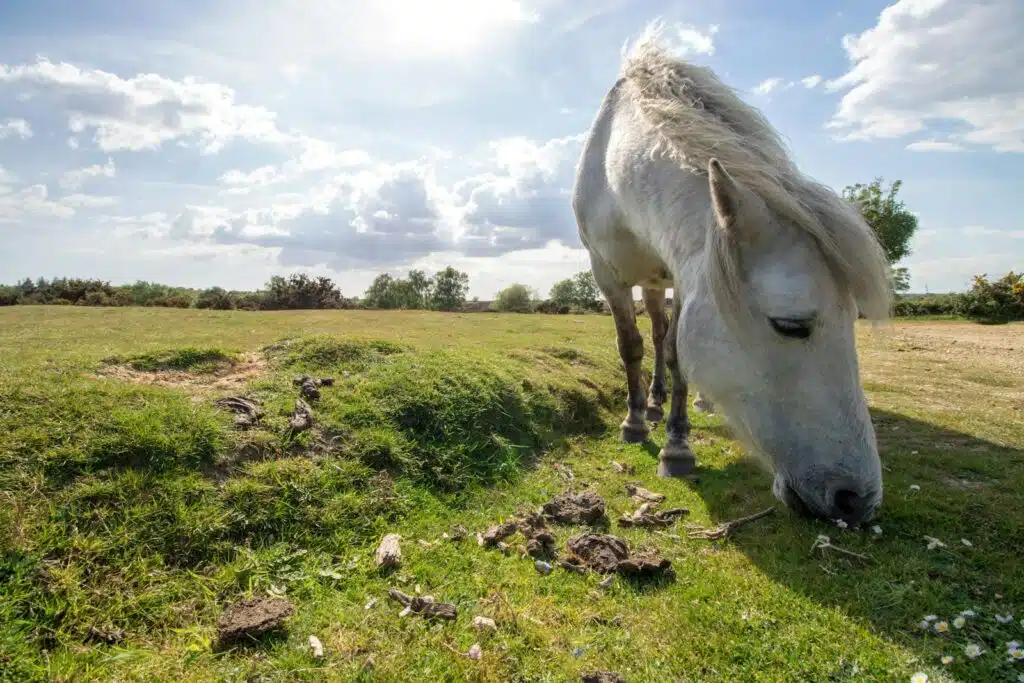 Wild Horse in a field, New Forest, England after completing a noise survey.
